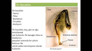 84 Bal Arisinin Anatomi̇si̇