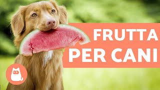 La FRUTTA che fa bene al CANE Benefici e dosi