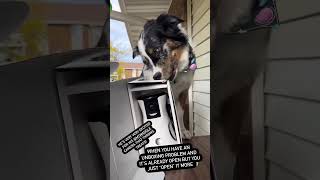 Scar Unboxing his new WaggleCam 2.0! | scar_the_sporty_service_dog | Waggle