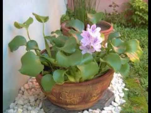 Video: Hyacinth (73 Foto): Menanam Bunga Dan Merawatnya. Apakah Itu Tahunan Atau Abadi? Bagaimana Cara Menanam Eceng Gondok Di Rumah Dari Bohlam?