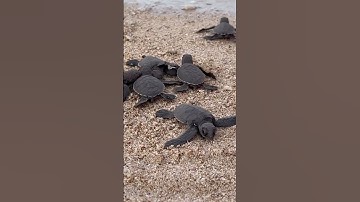 RÙA BIỂN đã nở rộ tại CÔN ĐẢO ... Babi Seaturtles in Condao island