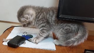 🐱ГДЕ МОИ КЛЮЧИ.ПОДУМАЛ КОТИК! WHERE ARE MY KEYS.THOUGHT THE CAT!