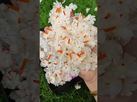 🌸pavalamalli Harvest🌸To order