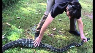 Famous Python Swallowing Huge Wok In Public Profile