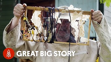 The Beekeeper Making Electronic Music With Bees