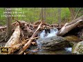 Deep Forest Spring Stream 2 Logjam waterfall stream sounds flowing water sounds sleep sounds 10 hour