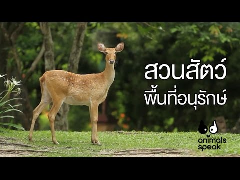 Animals Speak [by Mahidol] สวนสัตว์...พื้นที่อนุรักษ์