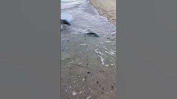 Thumbnail of When the fish returns on its own