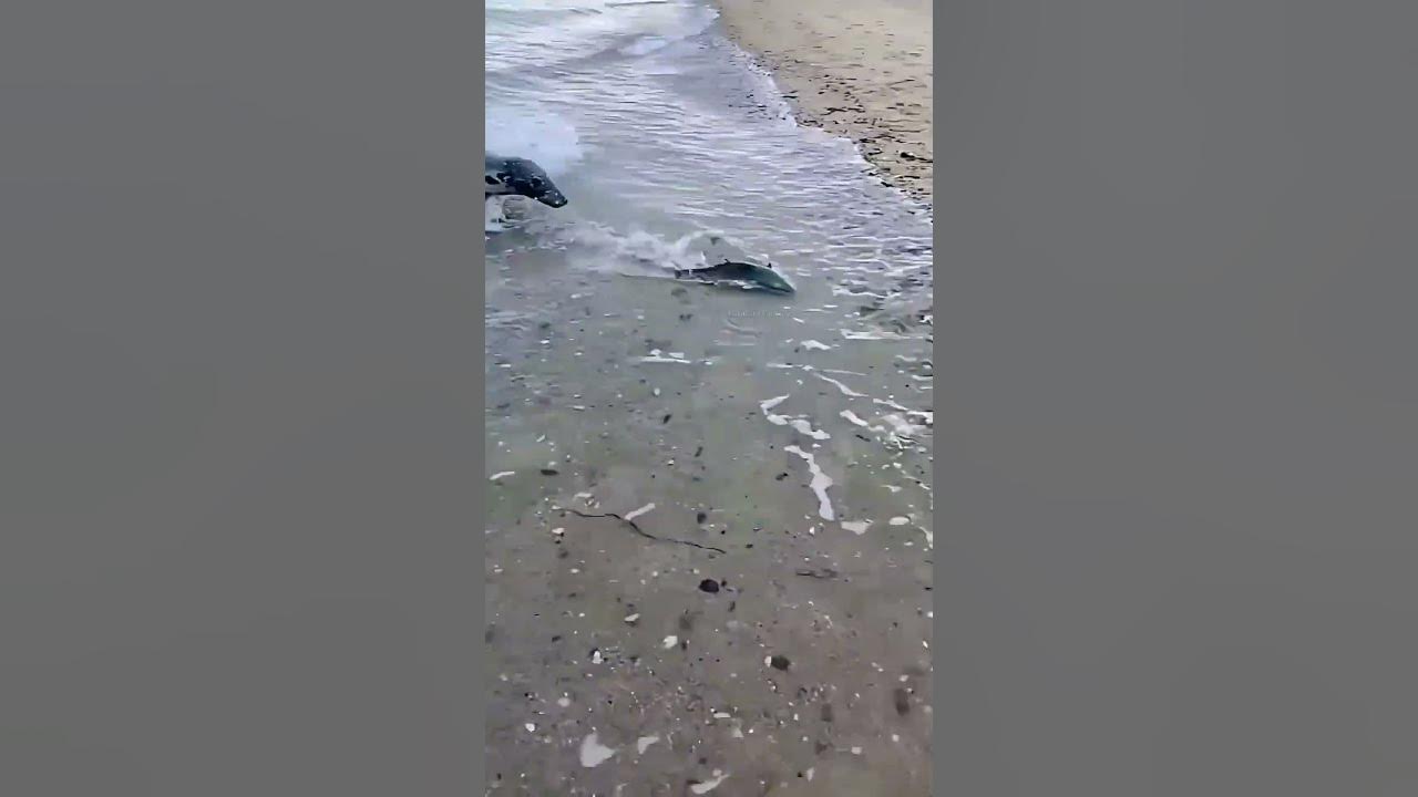When the fish returns on its own