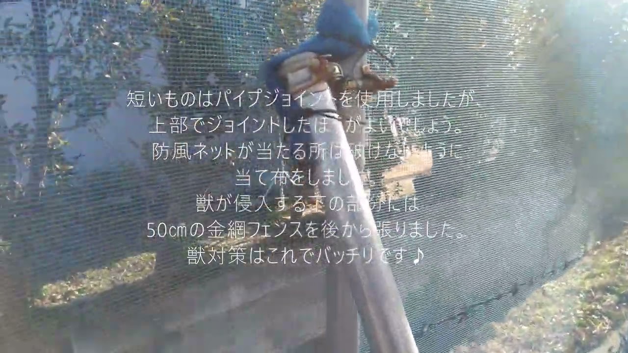 ブルーベリーの防鳥、防風、防虫ネット、支柱立て