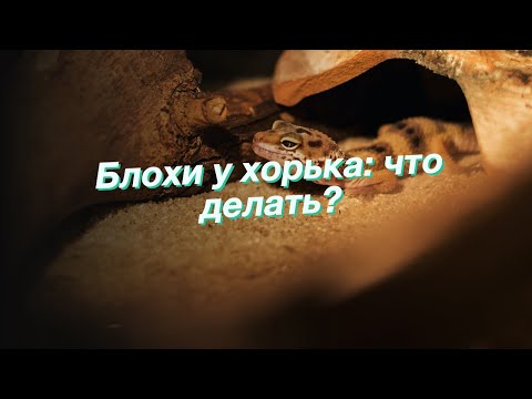 Видео: Уход за хорьком: как защитить хорька от блох