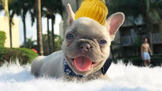 French Bulldog NEED To Know BEFORE Owning