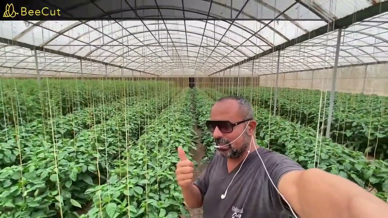 ازرع الفلفل الحلو داخل البيوت المحمية قد بكون أفضل من الطماطم، ولكن إحذر المشاكل وأعرف كبف تحلها.