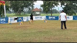 Kola's first fun agility competition at PERKIN Jabar