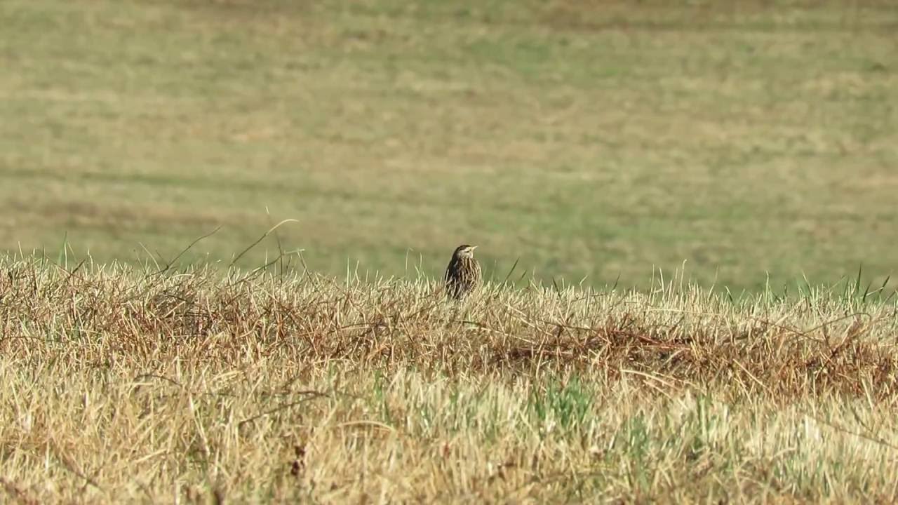 Eastern Meadowlark (Valley Forge NHP) 