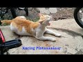 View Animal Funny Indonesia Lucu Images