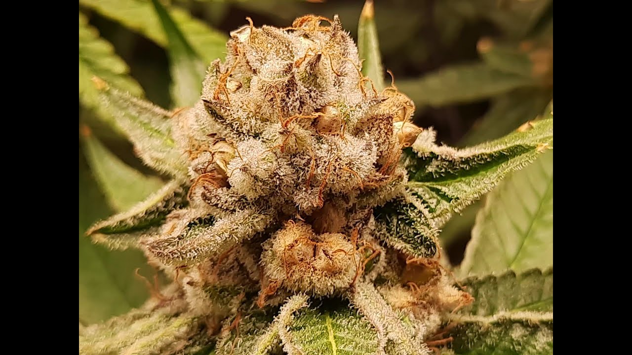 16 clones in a 2x2 at harvest time.