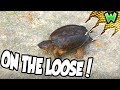 A MASSIVE SNAPPING TURTLE ESCAPED IN MY BACKYARD! | Can I Catch It?