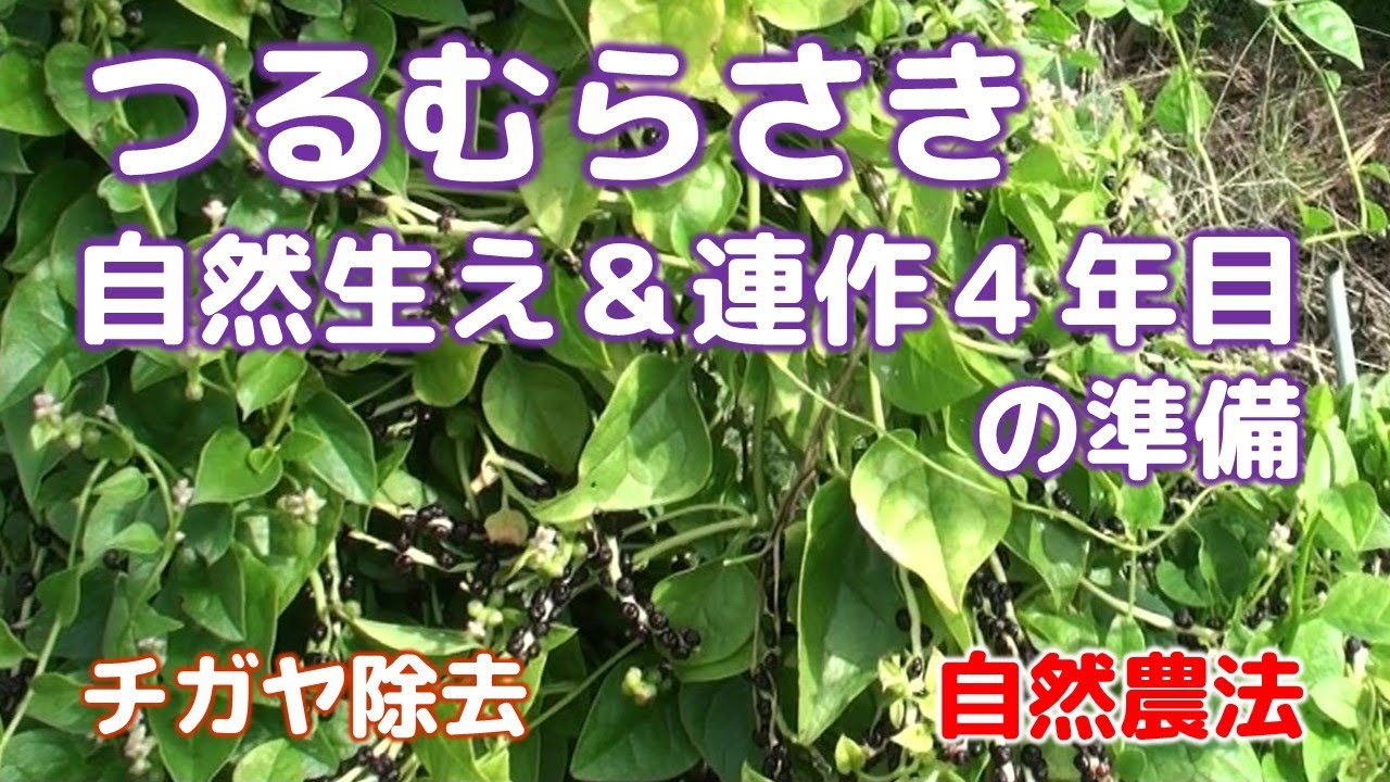 つるむらさきの自然生え＆連作4年目の準備を冬の内に チガヤ除去も