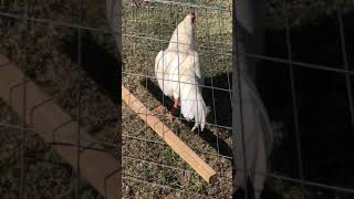 White Sonatol Asil