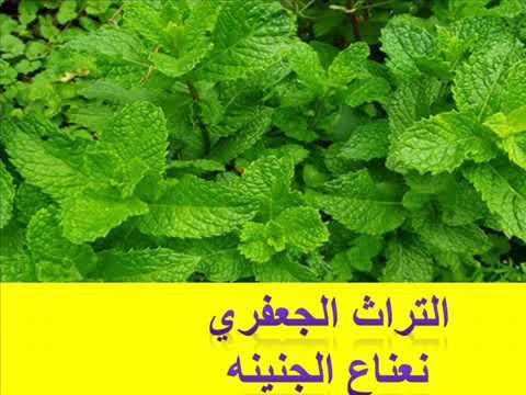 الفنان سيد ركابي التراث الجعفري نعناع الجنينه