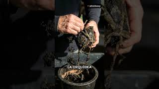 Cómo revivir una orquídea muerta: no es sed, es exceso de agua