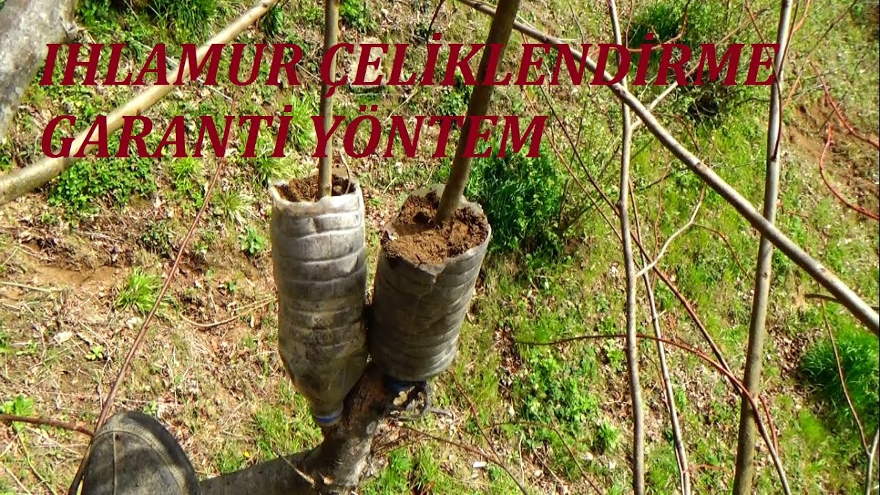 Ihlamur çeliklendirme  , dal sürgünü ile(garanti yöntem)