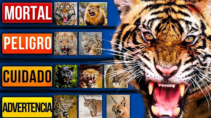 Gatos salvajes mortales (Ranking definitivo)