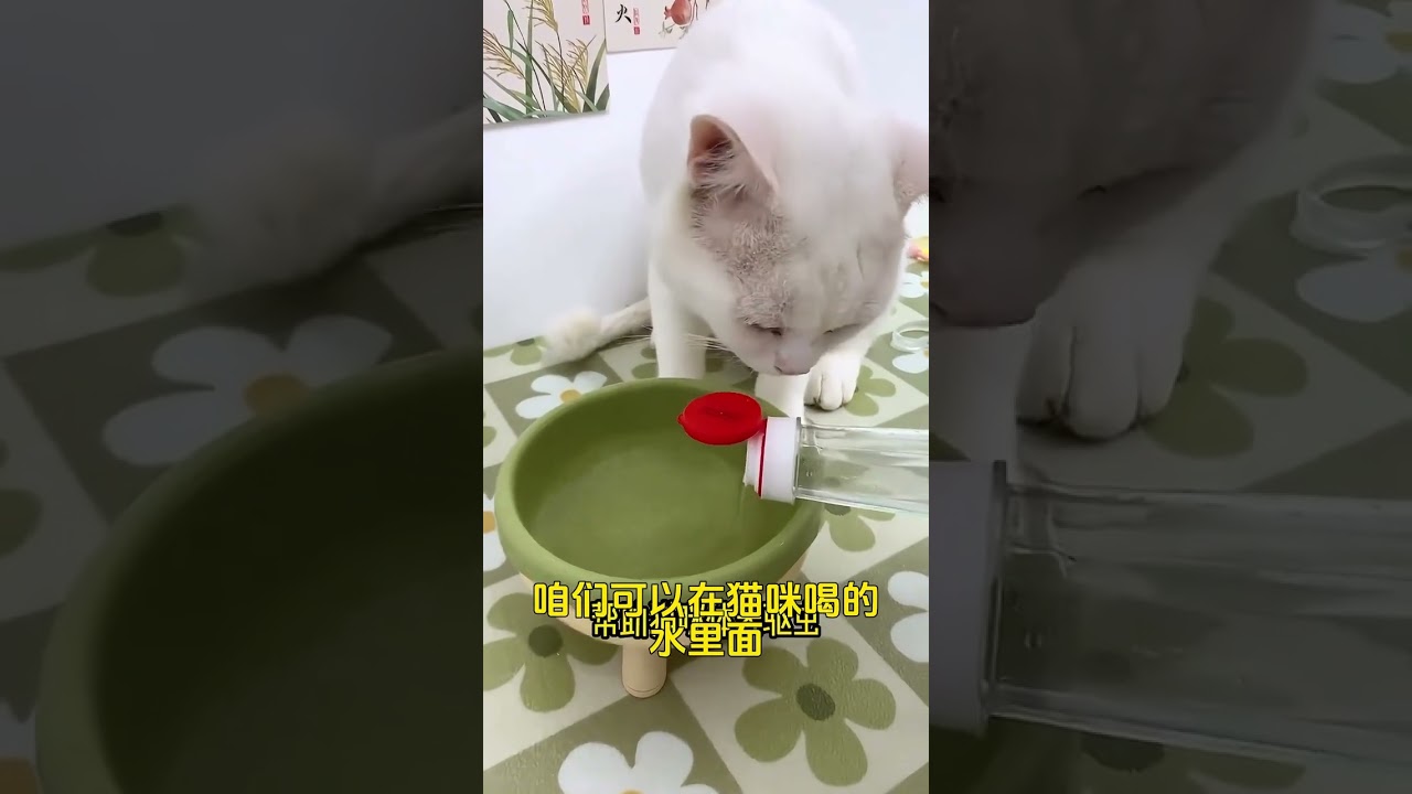 Master the Art of Cat Raising with White Vinegar: A Must-watch for Cat Lovers