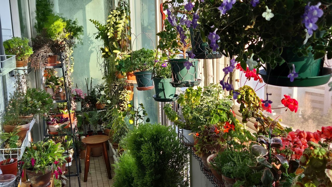 겨울을 지낸 2월 식물들 근황. 봄맞이 준비