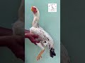 Top quality breeding female Parrot beak Aseel #aseellovers #parrotbeakaseel #aseelfarm #aseels