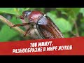 Жизнь насекомых. Разнообразие в мире жуков — 100 минут