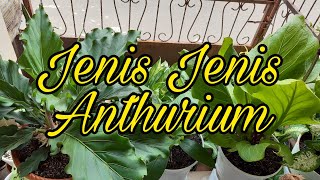 JENIS JENIS POHON ANTHURIUM KOLEKSI THE ETY FAMILY