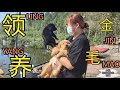 20200907 — Dog Rescue金毛的10个幼犬，1天时间都被领养了，四个月的感情心里空荡荡的