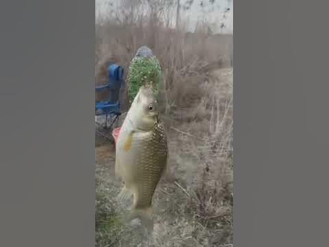 рыбалка # балик# ови# карас# сазан#fishing# ribalka# - YouTube
