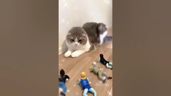 Watch the video about Cute & Funny Cats!🐈 ❤#kitty #cute #funny