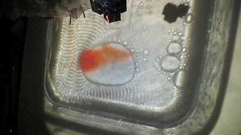 Water + Oil + Korg Mono/Poly = Hours of Fun!