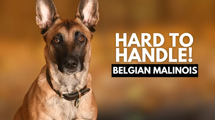 8 Reasons Most People Can’t Handle a Belgian Malinois Dog