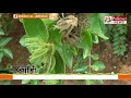 பனிப்பொழிவால் பாதிக்கப்பட்டுள்ள மல்லிகைச் செடிகள்