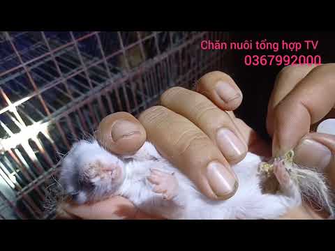 Video: Nhiễm Khuẩn E. Coli ở Chuột đồng