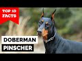 Doberman Pinscher - Top 10 Facts の動画、YouTube動画。