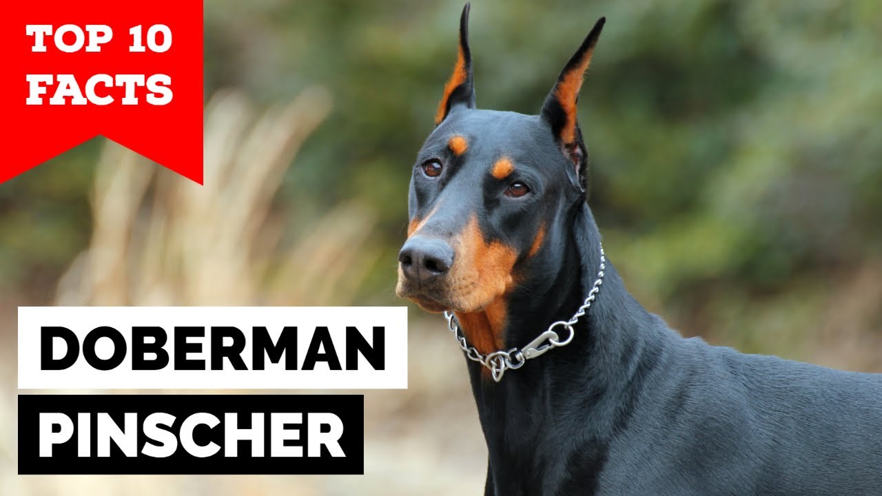 Doberman Pinscher - Top 10 Facts - YouTube