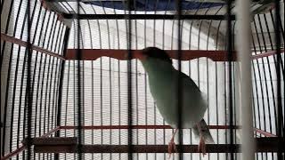 pancingan Ekek Keling gacor
