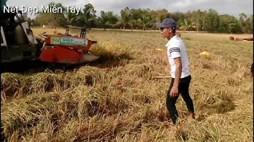 Đi Xem Máy Cắt Lúa Ở Miền Tây Không Ngờ Bắt Được Rất Nhiều Chuột | Nét Đẹp Miền Tây