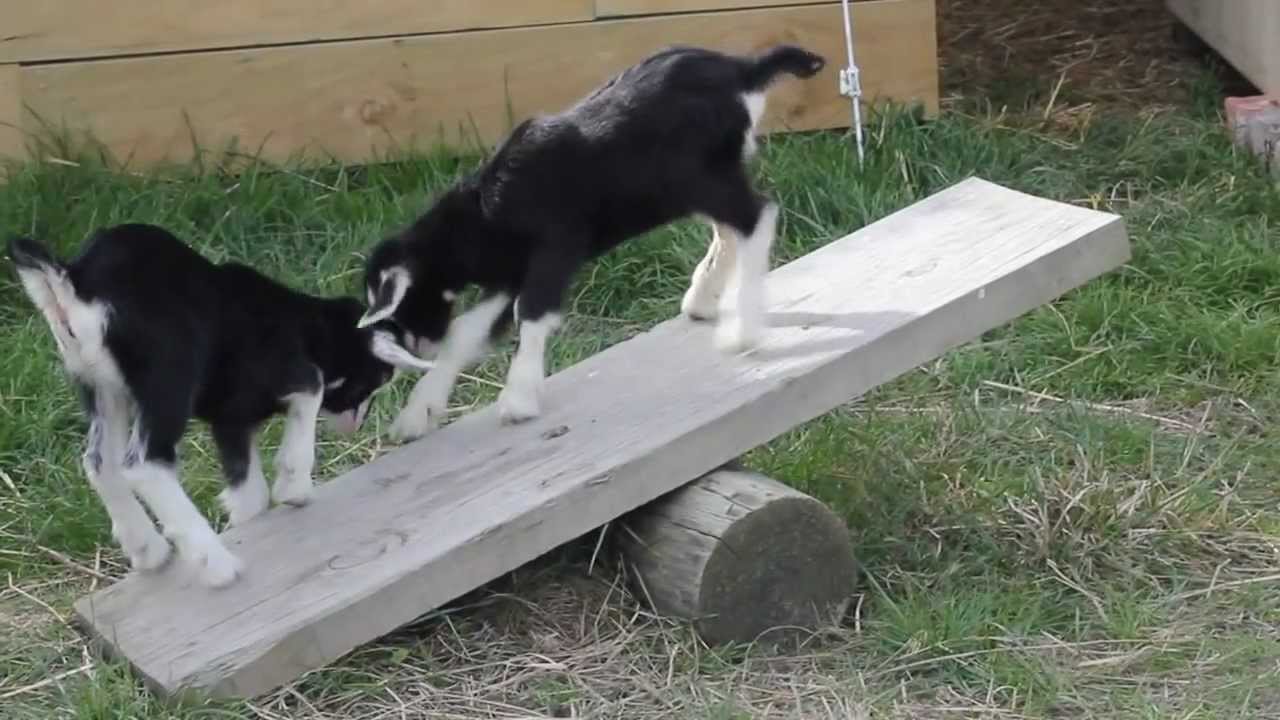 Day-old Baby Goats Playing on a See-saw