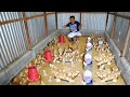 500 heads Chicks of RIR as our future breeders│Newly built brooding coop (Petshop new name & Update)