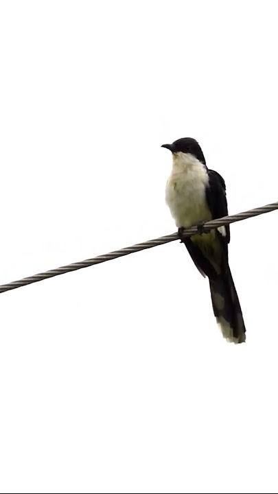 Jacobin cuckoo sound #shorts #bbcearth #birdsonearth #natgeoindia #birdplanet #cuckoocall #birdcalls