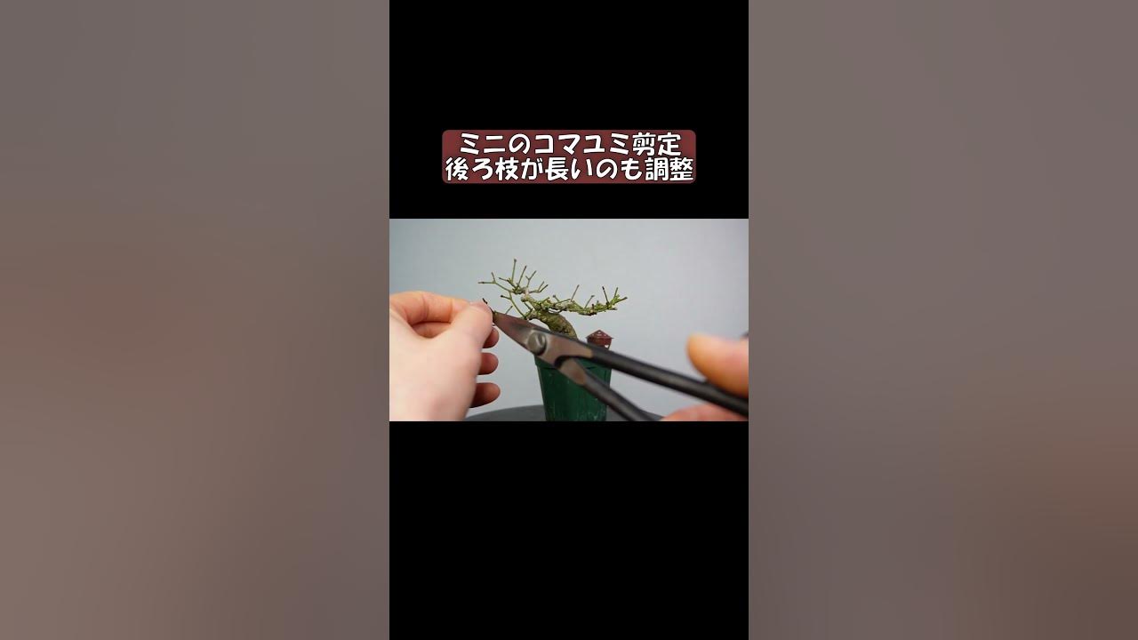 Pruning Of Mini Coma Yumi The Back Branch Does what-is-swift-code-and-what-do-to-if-your-bank-don-t-have-swift-code