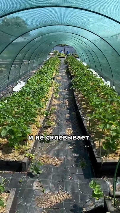 Сетка теневка на клубнике (35%) - YouTube