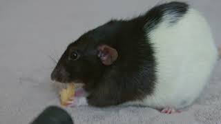 ASMR: Simon the rat eats cheese